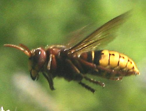 Vespa crabro