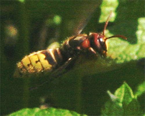Vespa crabro