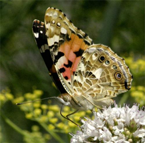 Réf. 1 975 : Vanessa cardui