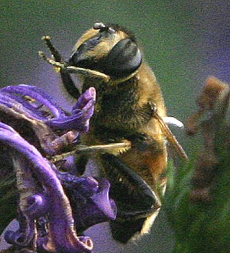 Eristalis tenax