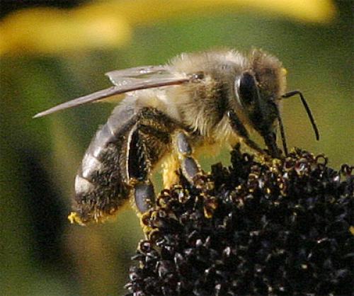 Réf. 1 966 : Apis mellifera