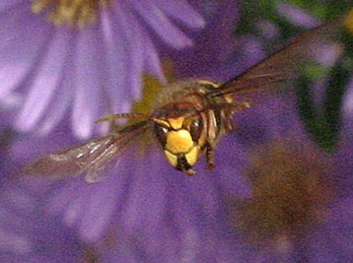 Vespa crabro