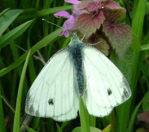 Réf. 1 713 : Pieris sp.