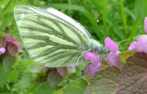 Réf. 1 714 : Pieris napi