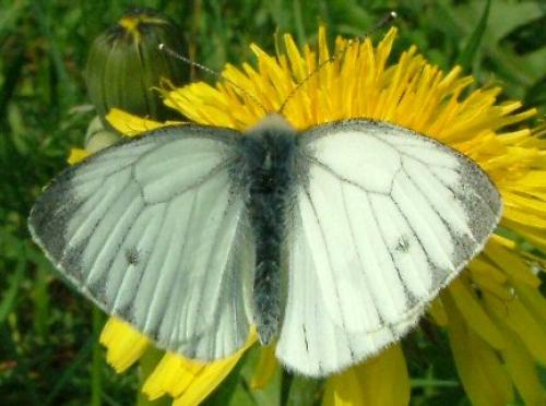 Pieris napi