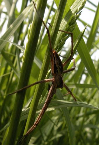 Pisaura mirabilis