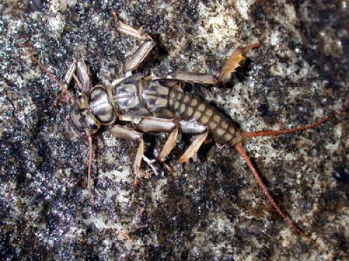 Perla grandis