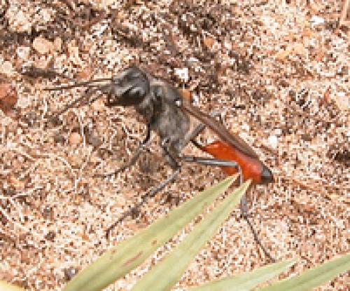 Podalonia tydei