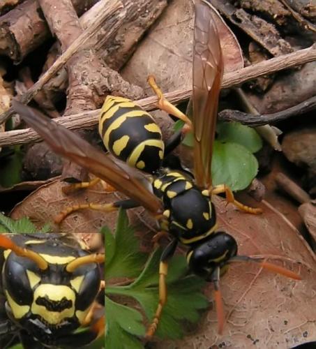 Réf. 1 225 : Polistes dominula