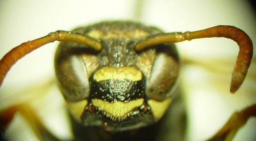Polistes associus