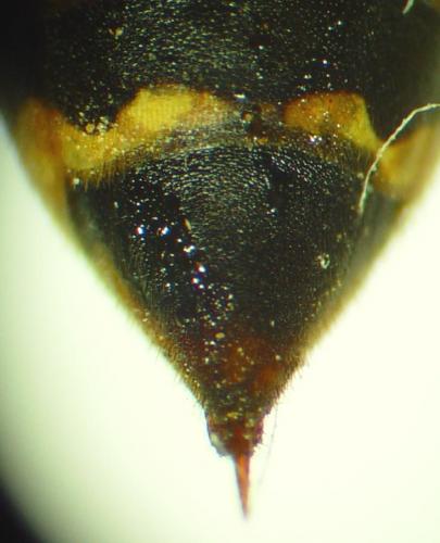 Polistes associus