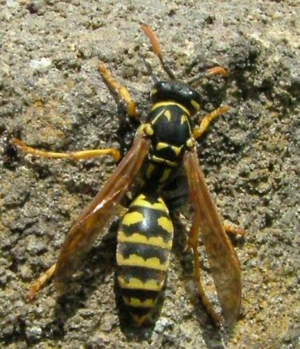 Polistes sp.