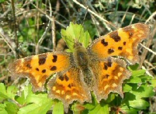 Réf. 1 712 : Polygonia c-album
