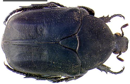 Potosia opaca