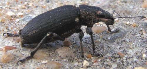 Brachyderes lusitanicus