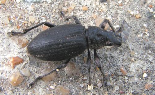 Brachyderes lusitanicus