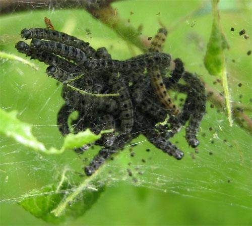 Yponomeuta sp.