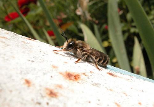 Réf. 1 101 : Megachile ericetorum