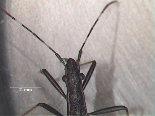 Réf. 1 137 : Micrelytra fossularum