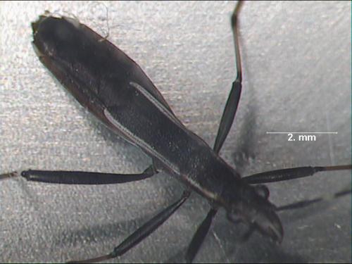 Réf. 1 141 : Micrelytra fossularum