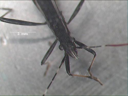 Réf. 1 143 : Micrelytra fossularum