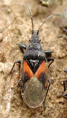 Réf. 1 260 : Oxycarenus lavaterae
