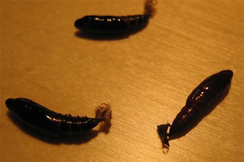 Pleuroptya ruralis