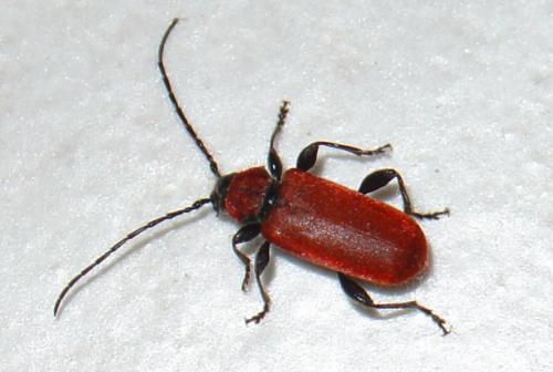 Pyrrhidium sanguineum