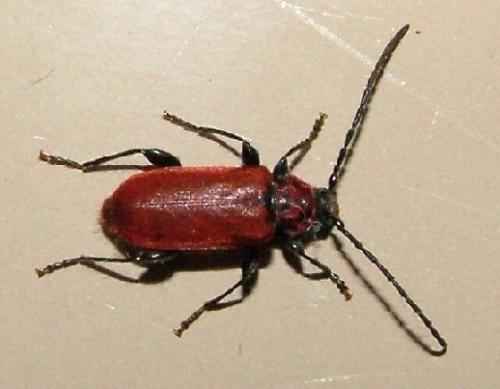Pyrrhidium sanguineum