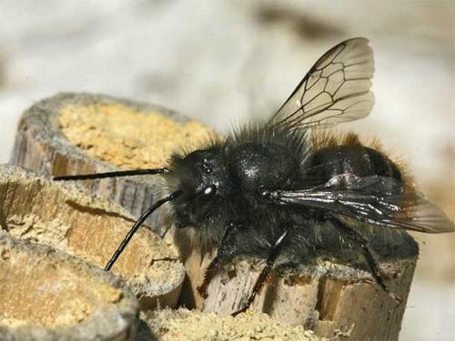 Réf. 1 386 : Osmia sp.