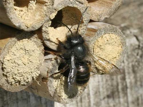 Osmia sp.