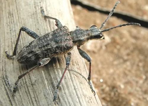 Réf. 1 392 : Rhagium inquisitor