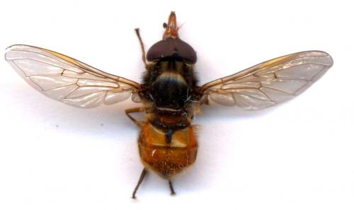 Réf. 1 767 : Rhingia campestris