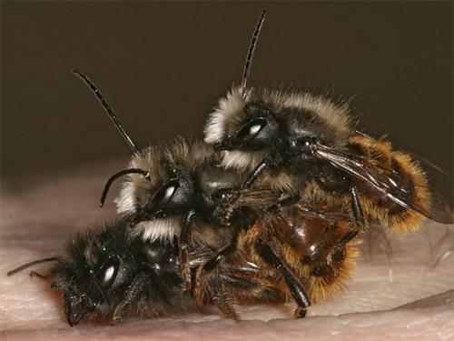 Osmia cornuta