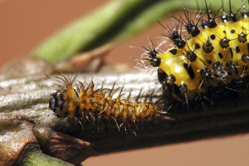 Rothschildia jacobaeae