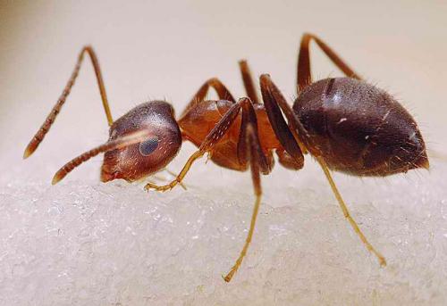 Lasius emarginatus