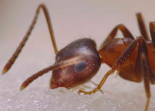 Lasius emarginatus