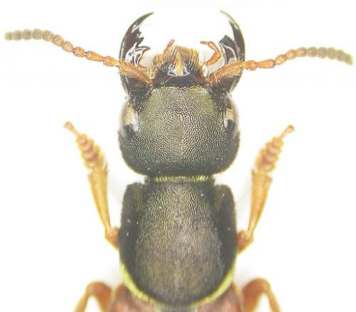 Staphylinus dimidiaticornis