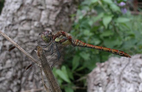 Sympetrum striolatum