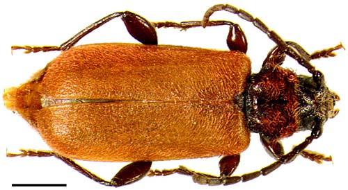 Réf. 1 059 : Pyrrhidium sanguineum