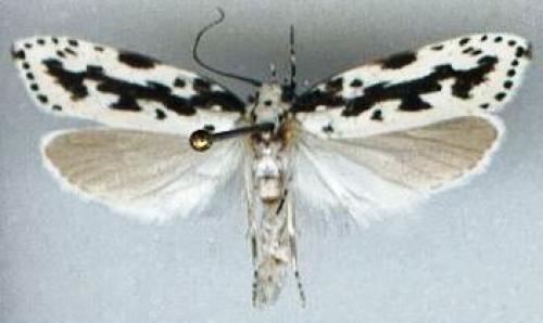 Ethmia pusiella