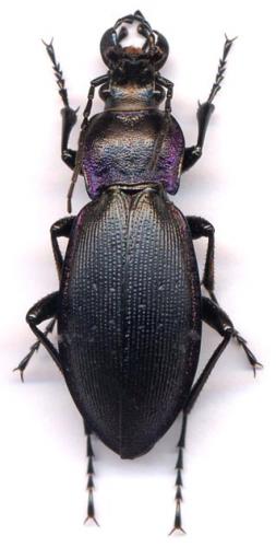 Réf. 1 608 : Carabus violaceus purpurascens