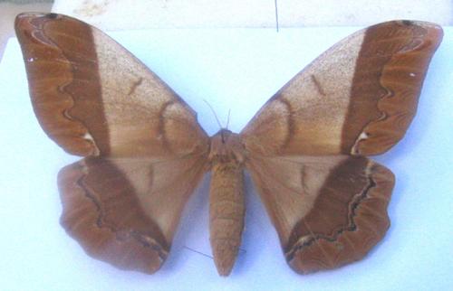 Arsenura armida armida