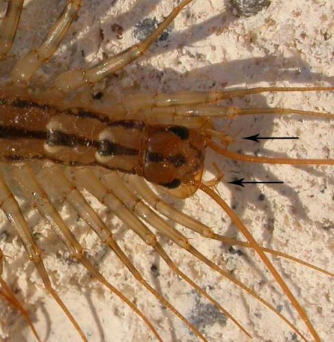 Réf. 1 487 : Scutigera coleoptrata