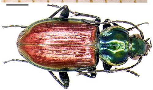 Réf. 1 208 : Agonum sexpunctatum