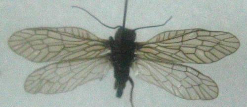 Sialis sp.