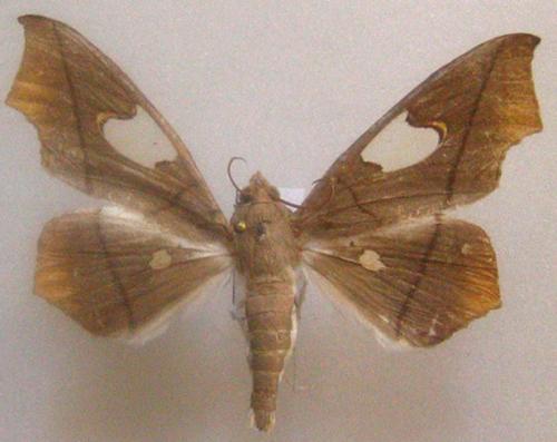 Midila sp.