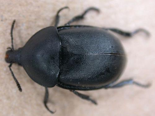 Ablattaria laevigata