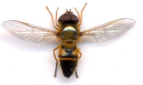 Réf. 1 837 : Epistrophe eligans