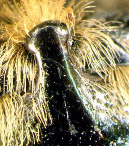 Réf. 1 019 : Cetonia aurata aurata